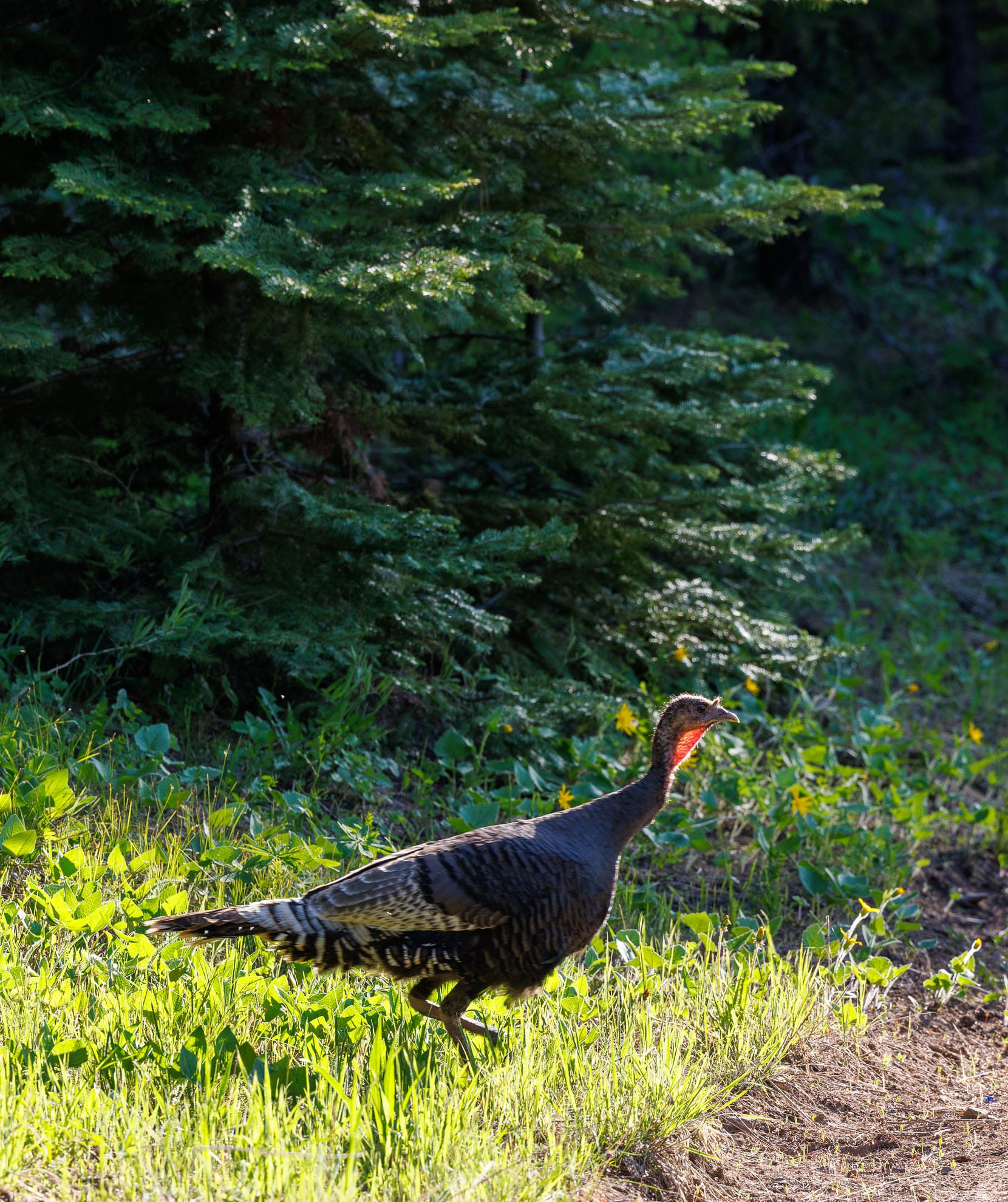 Wild Turkey bird