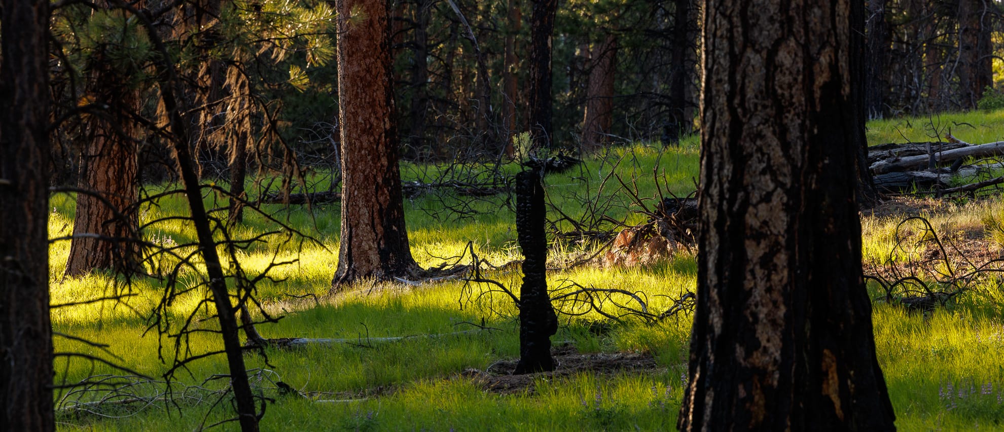Light streaming through the Ponderosa pines