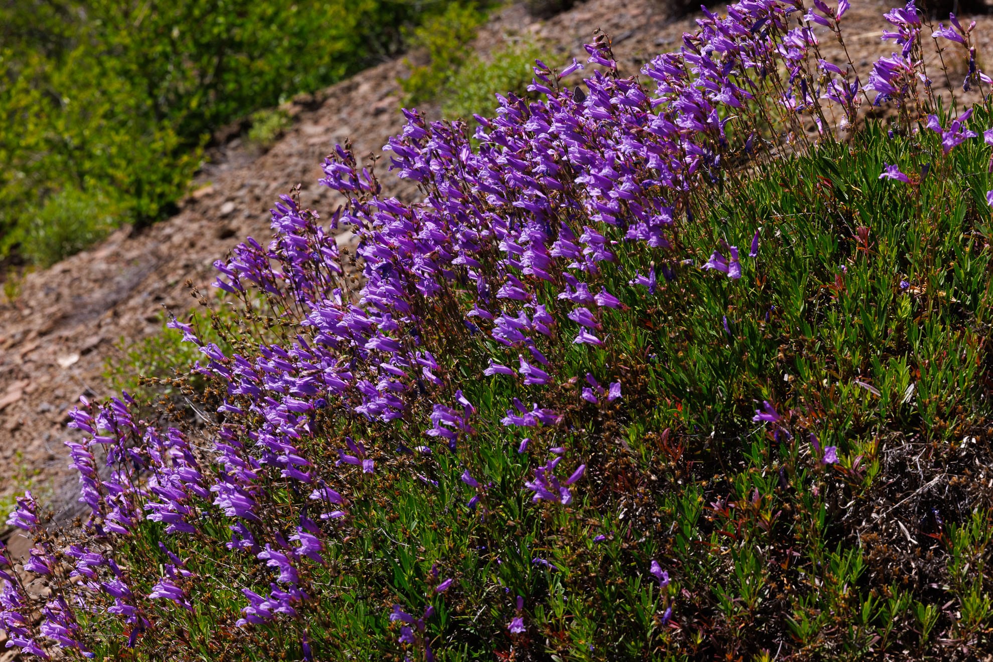 Purple flowers