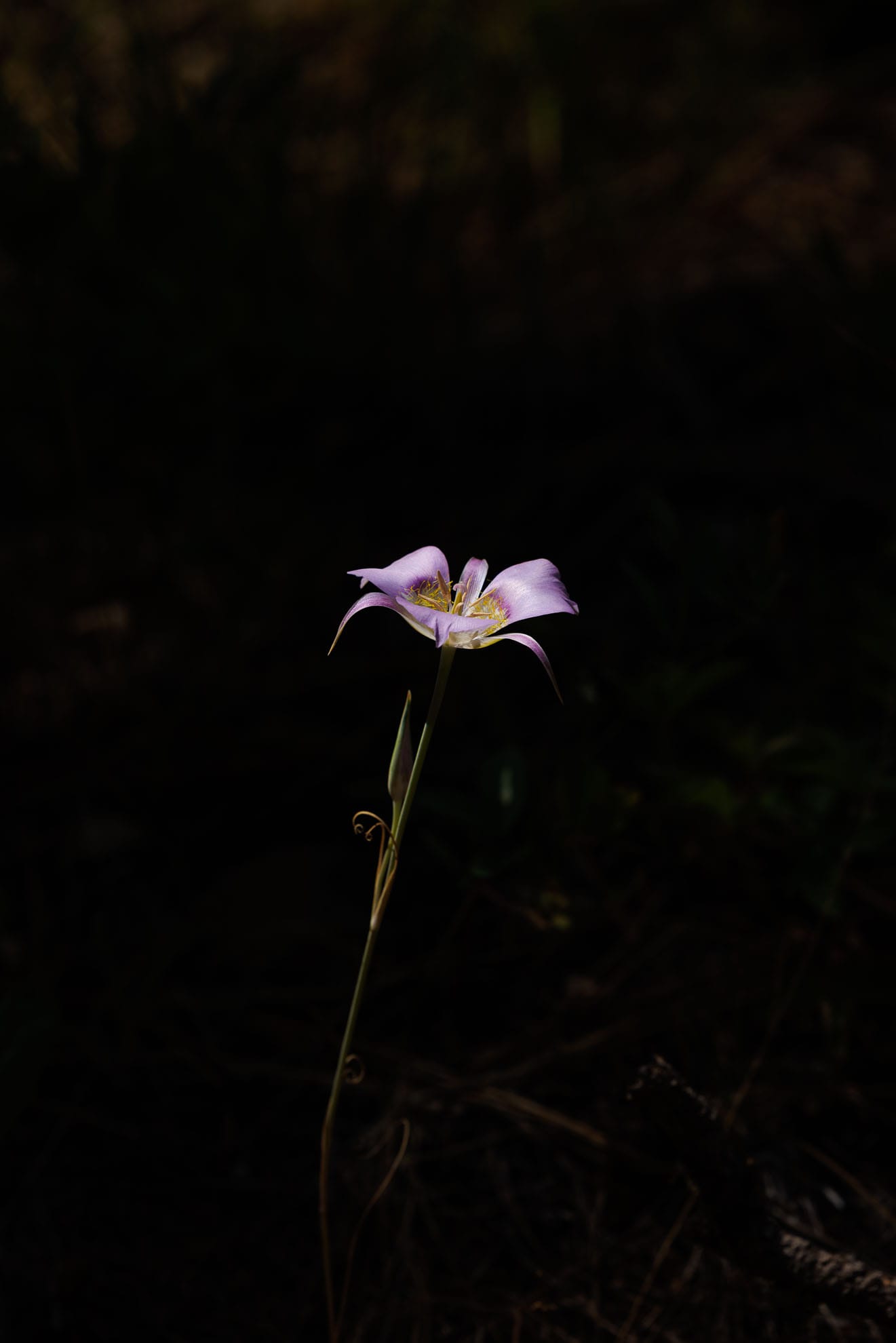 Flower in the forest
