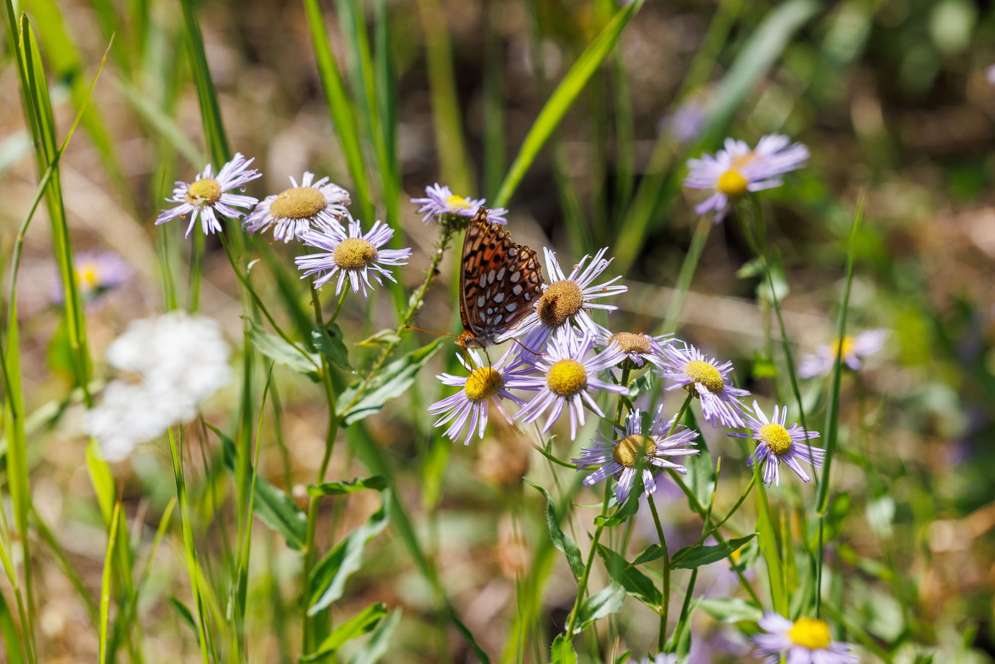 Butterfly on flowers