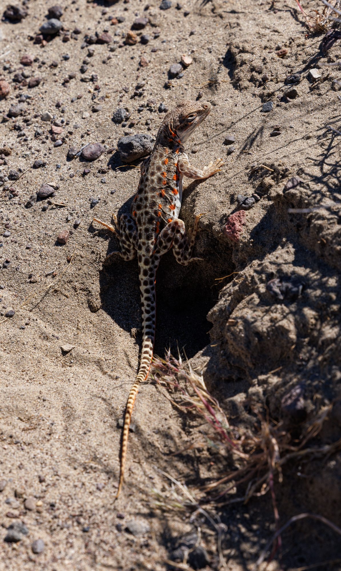 Leopard lizard with bright orange spots in the desert sand