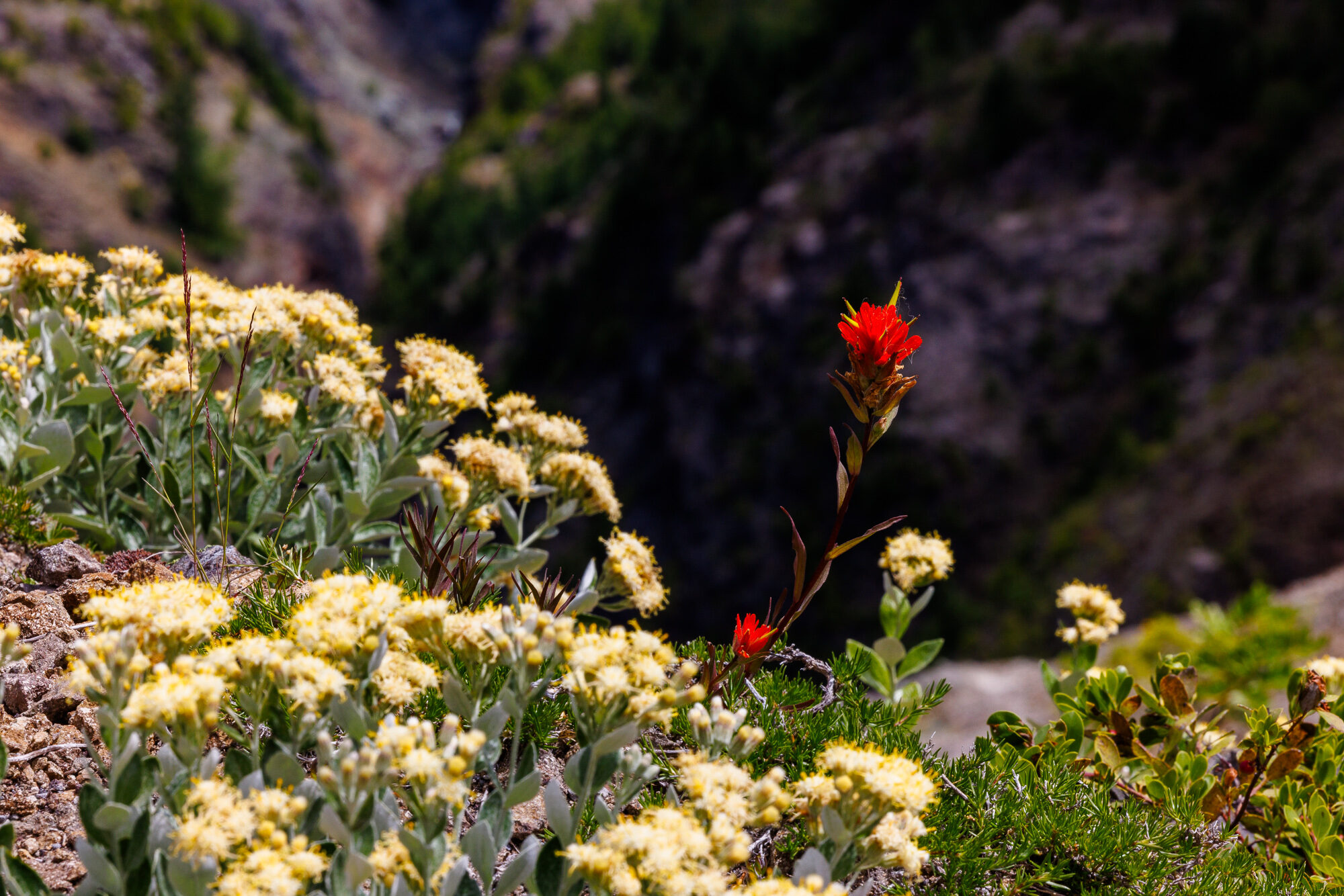 Loowit — Mount St. Helens ride, photo 14