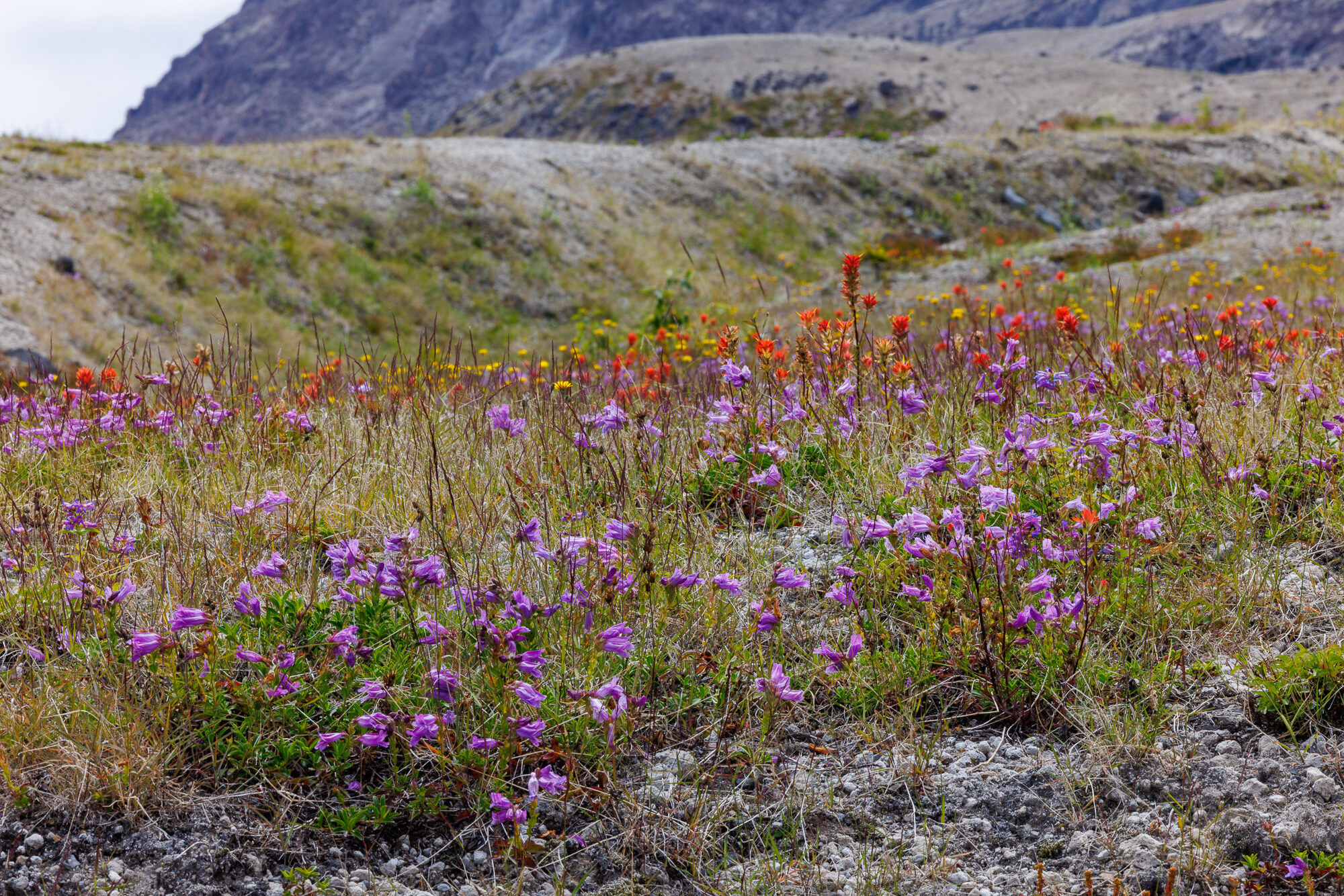 A field of purple penstemon on the pumice below a grey volcanic ridge