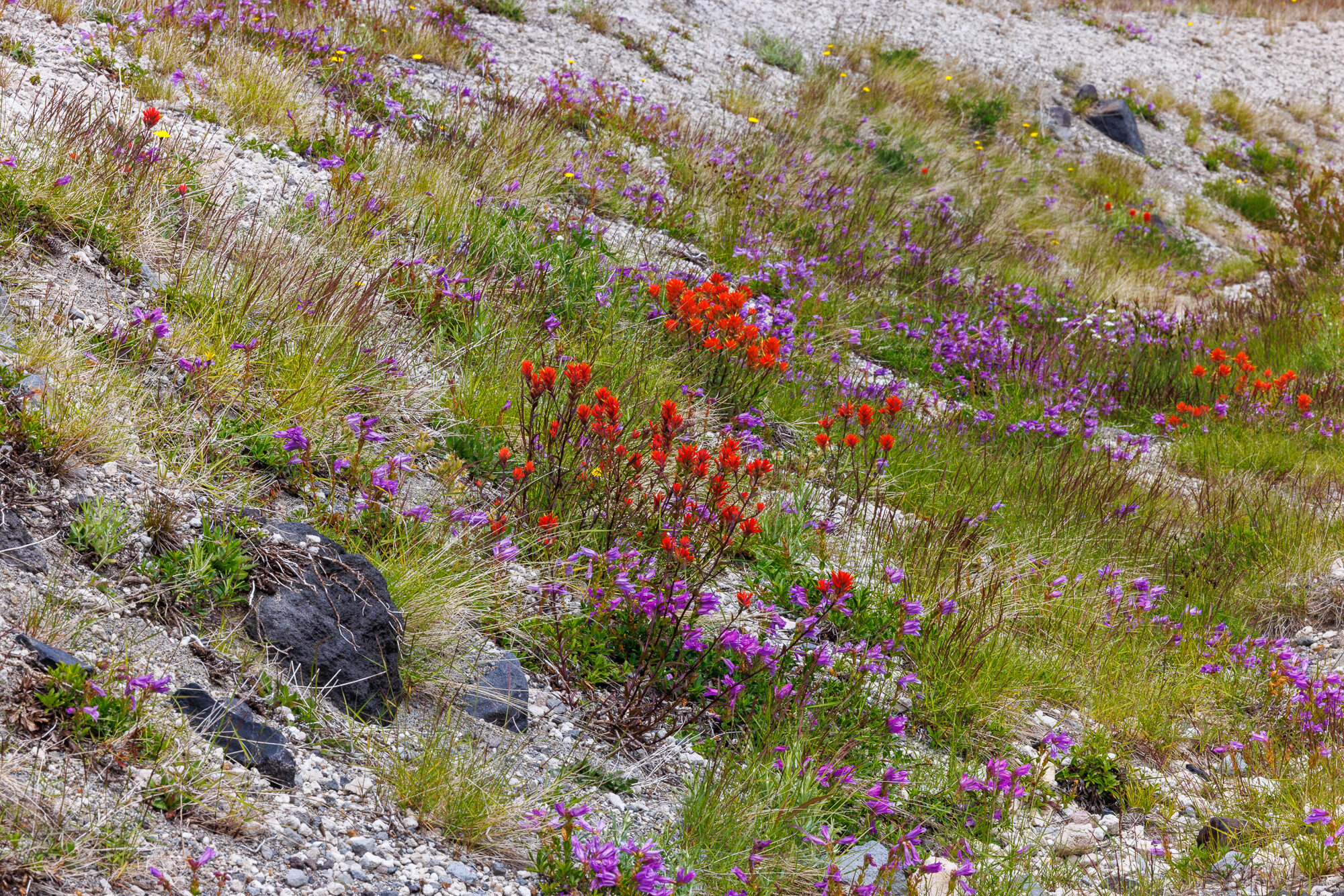 Loowit — Mount St. Helens ride, photo 29