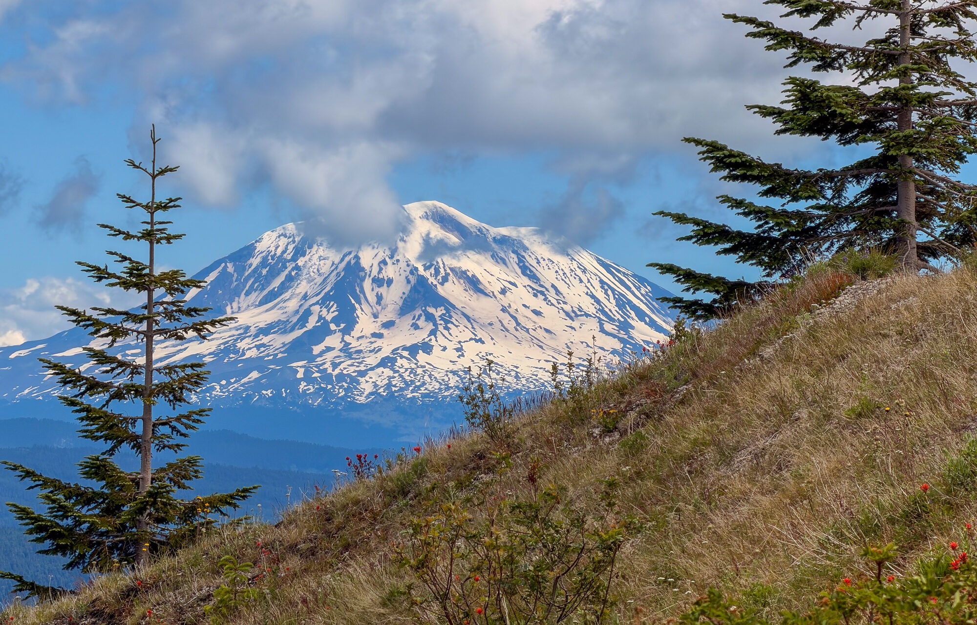 Snow-capped Mount Adams framed between firs across the valley to the east