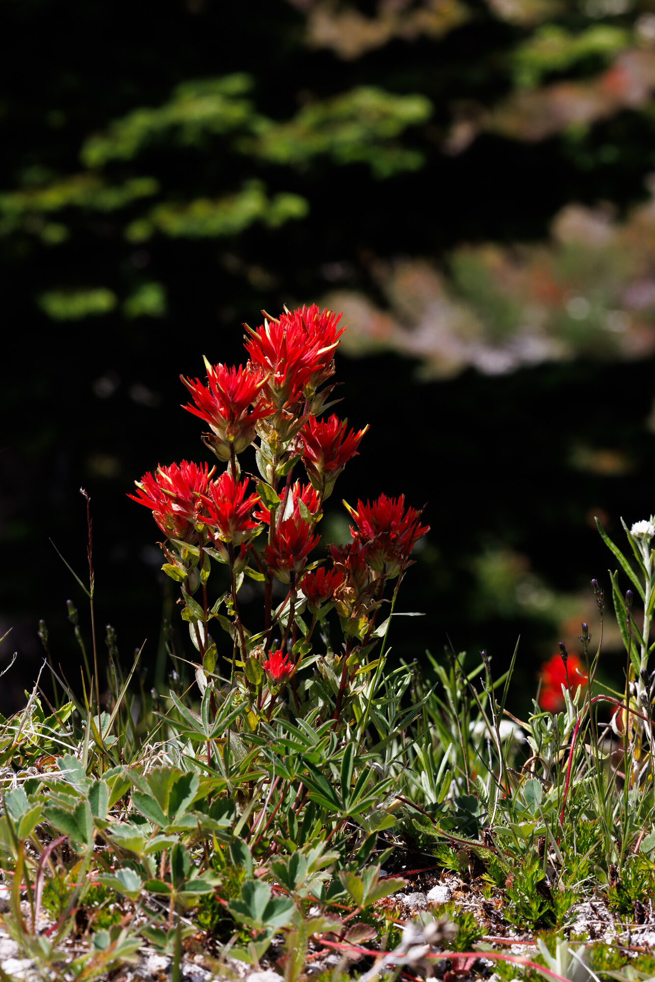 Loowit — Mount St. Helens ride, photo 41