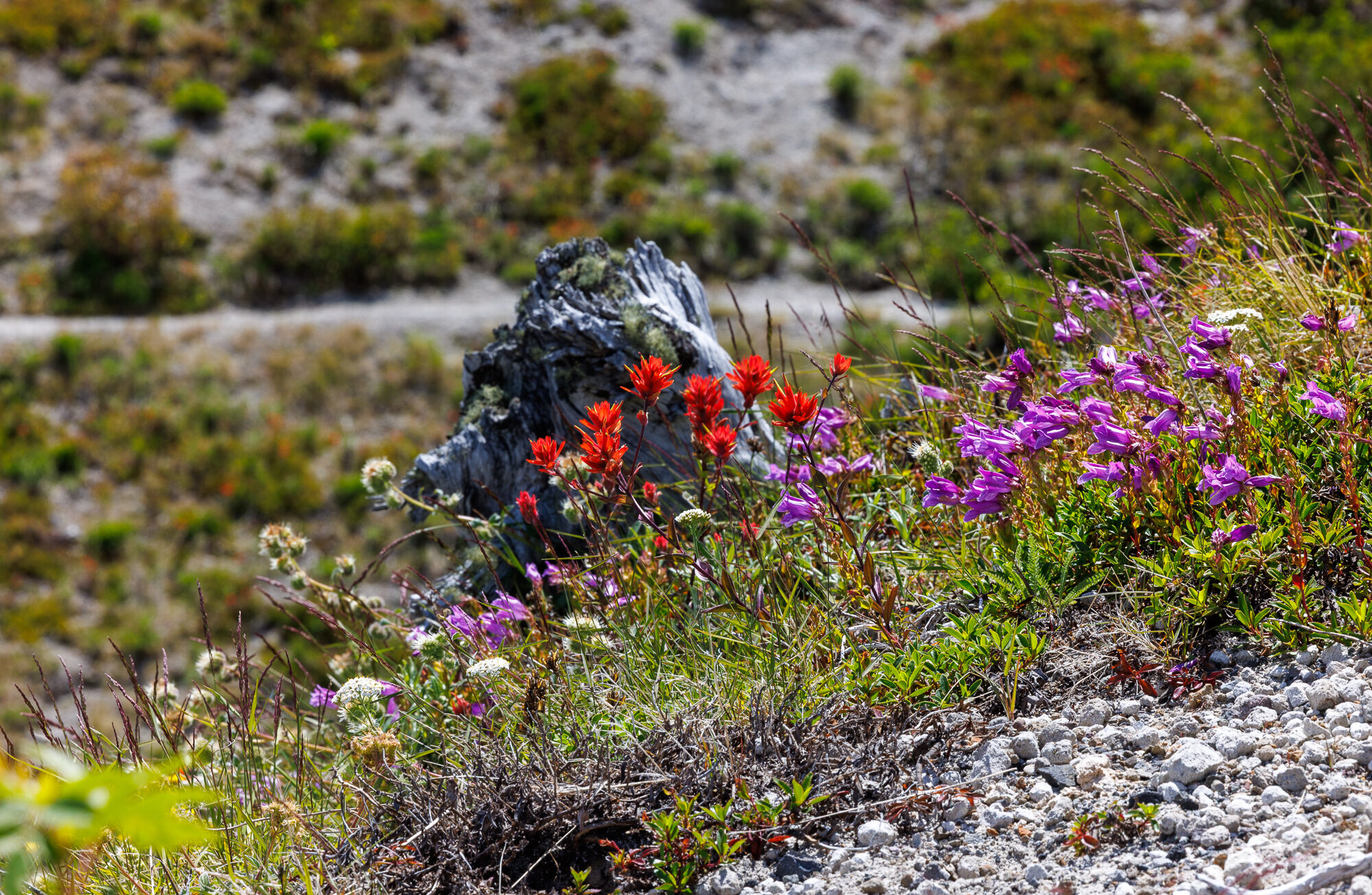 Loowit — Mount St. Helens ride, photo 42