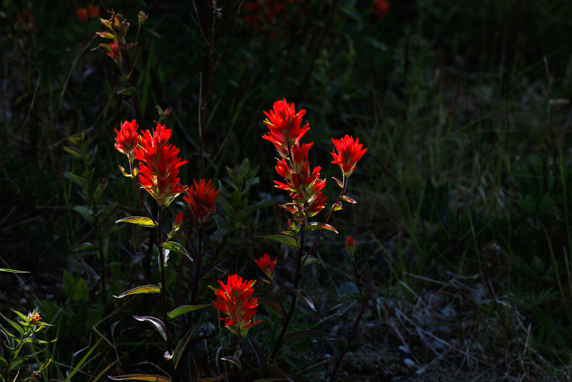 Loowit — Mount St. Helens ride, photo 43