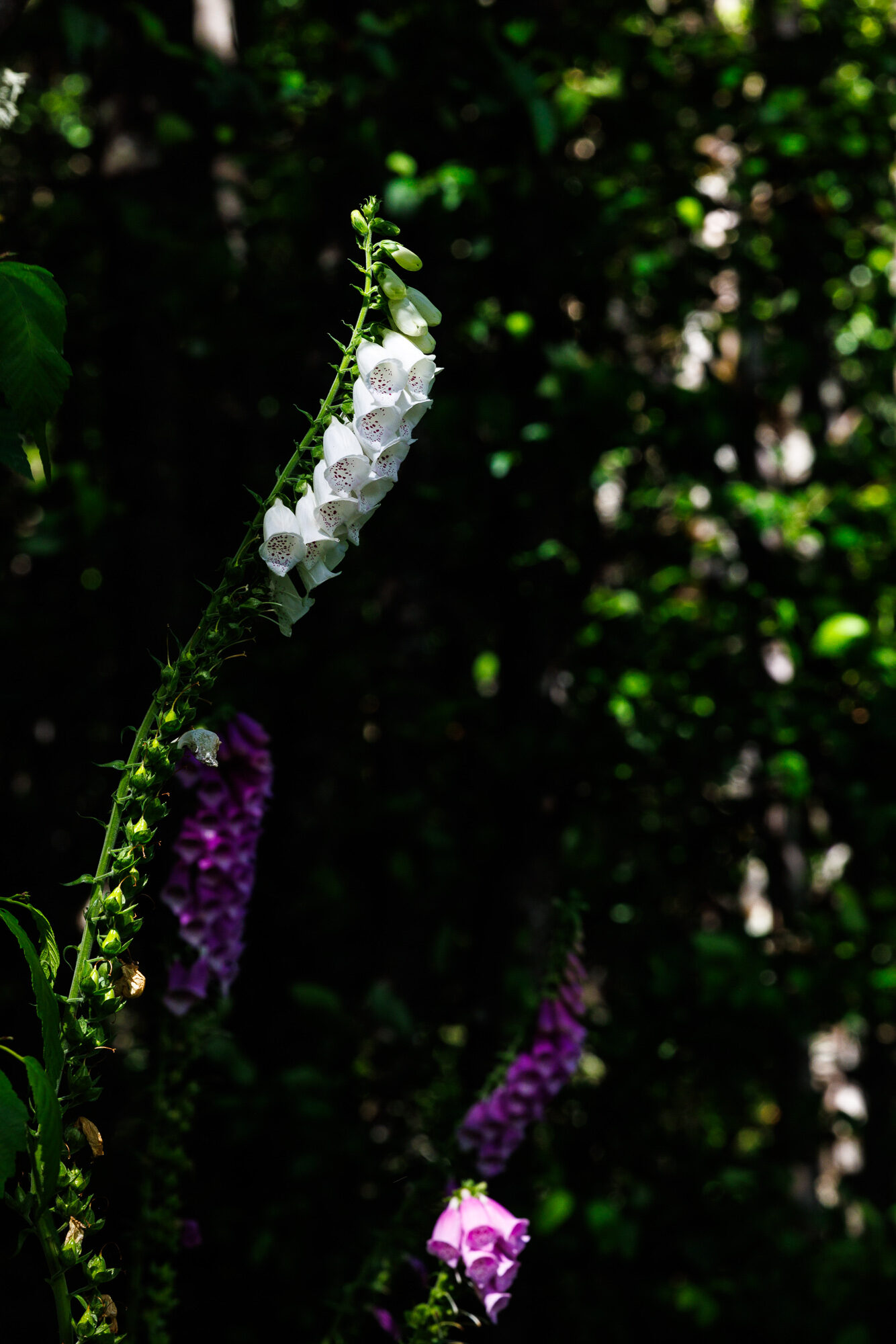 Loowit — Mount St. Helens ride, photo 45