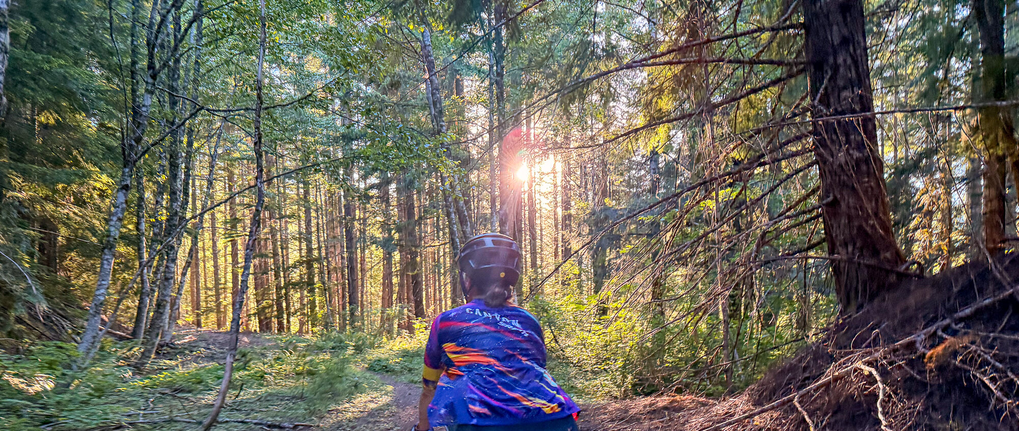 A rider silhouetted against low golden sun flaring through the forest
