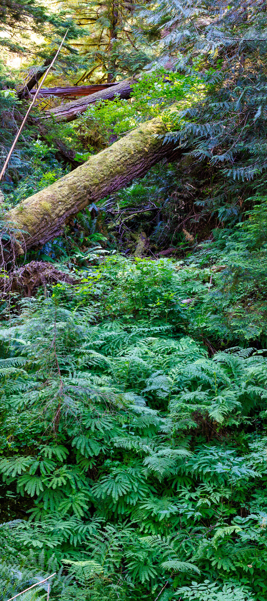 Loowit — Mount St. Helens ride, photo 59